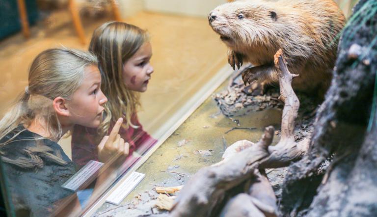 Kinder betrachen einen Biber (© Naturkundemuseum Potsdam/