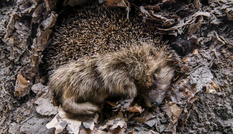 Braunbrustigel im Winternest (© Naturkundemuseum Potsdam