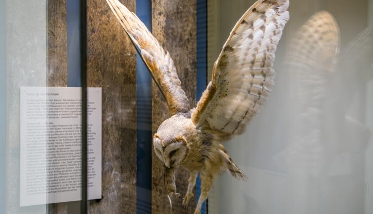 Schleiereule mit Beute im Schnabel (© Naturkundemuseum Potsdam/