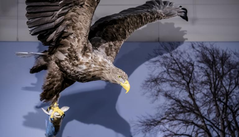 Seeadler sind sehr gute Jäger (© Naturkundemuseum Potsdam/