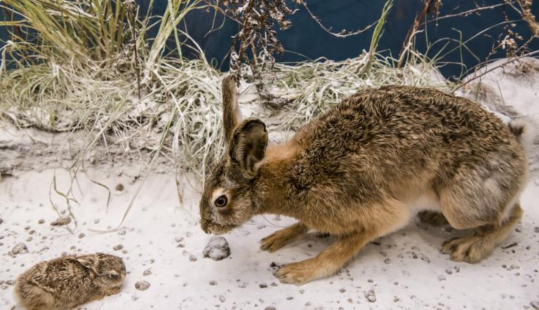 Feldhase mit Jungtier. Hier sieht man einen Feldhasen vor einem Jungtier in einer verschneiten Frühlingslandscaft hocken.