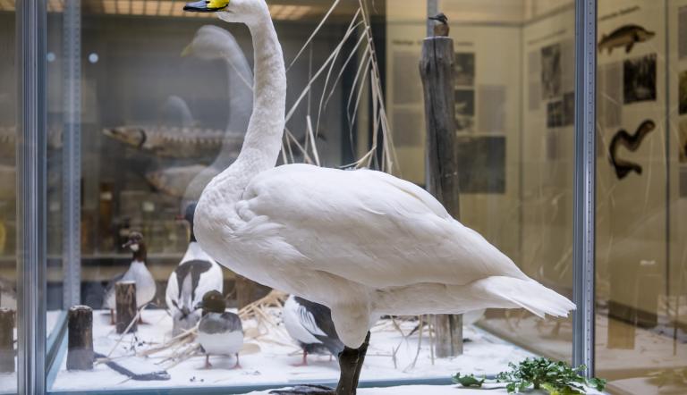 Singschwan im Naturkundemuseum Potsdam (© Naturkundemuseum Potsdam Singschwan im Naturkundemuseum Potsdam (© Naturkundemuseum Potsdam