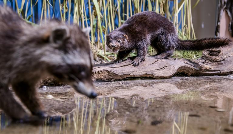 Amerikanischer Mink mit Waschbär Hier sieht man zwei Säugetiere, einen Wäschbär und einen Amerikanischen Mink, in einer Freidarstellung-