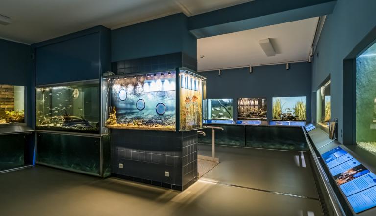 Blick in das neue Aquarium.