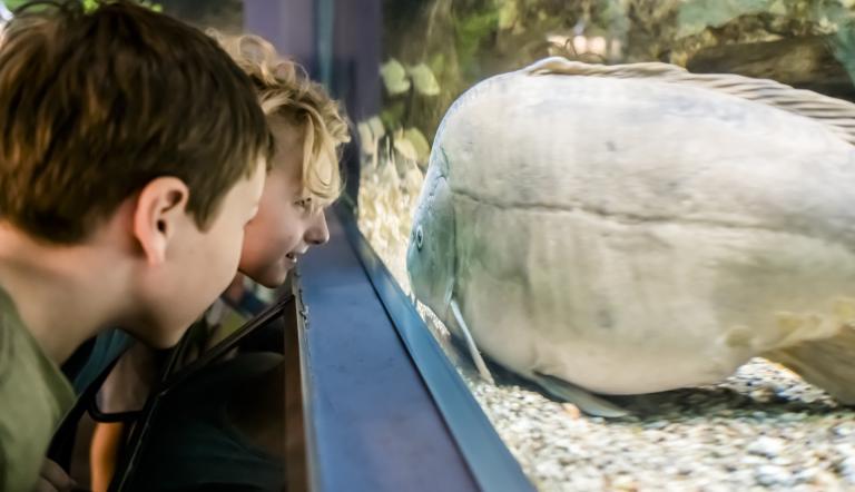 Hier sieht man Kinder vor einem Aquarium und bestauenen die Fische.