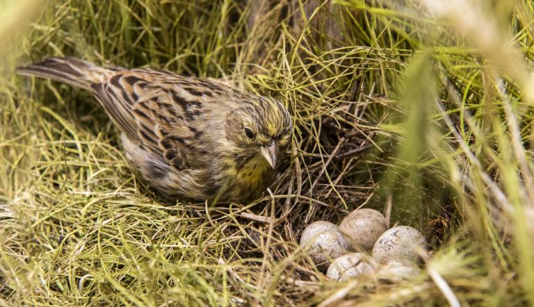 Goldammer-Weibchen mit Nest (© Naturkundemuseum Potsdam Goldammer-Weibchen mit Nest (© Naturkundemuseum Potsdam