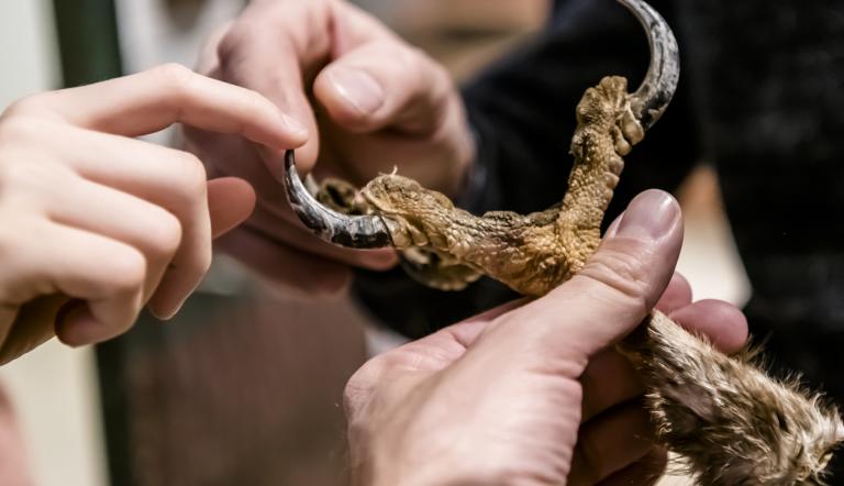 Scharfe Krallen können am Greiffuß eines Seeadlers ertastet werden (© Naturkundemuseum Potsdam/ Hier sieht man, wie Menschen die scharfen Krallen am Greiffuß eines Seeadlers ertasten können.