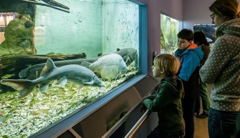 Kaltwasseraquarium des Naturkundemuseums Potsdam in den Jahren 2001 bis 2021 (© Naturkundemuseum Potsdam/