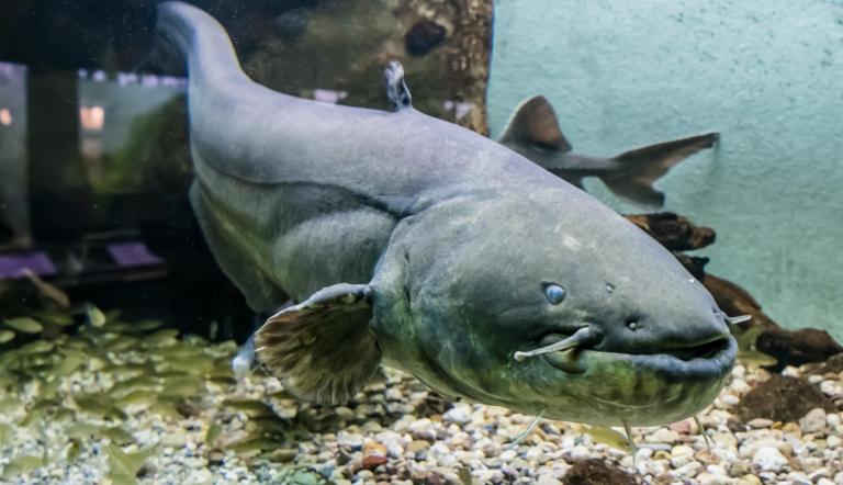 Wels-Weibchen "Weline" vor ihrer Freisetzung (© Naturkundemuseum Potsdam/
