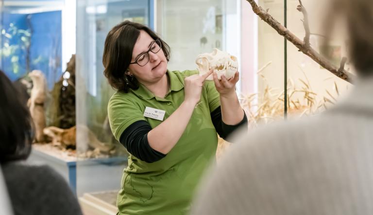Mitarbeiterin des Museums erklärt Details am Wolfschädel. Hier sieht man die Co-Kuratorin wie sie einer Gruppe interessierter Besucher Details an einem Wolfsschädel erklärt.