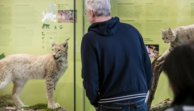 Luchs und Wildkatze in der Ausstellung „Tierwelt Brandenburgs“. Hier sieht man einen Besucher des Naturkundemuseums der die Vitrinen mit Luchs und Wildkatze begutachtet.