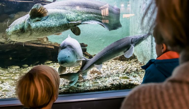 Wels, Stör und Spiegelkarpfen im Aquarium (© Naturkundemuseum Potsdam/