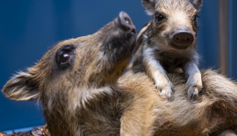 Frischlinge beim Spielen. Hier sieht man junge WIldschweine - auch Frischlinge genannt - beim Spielen.