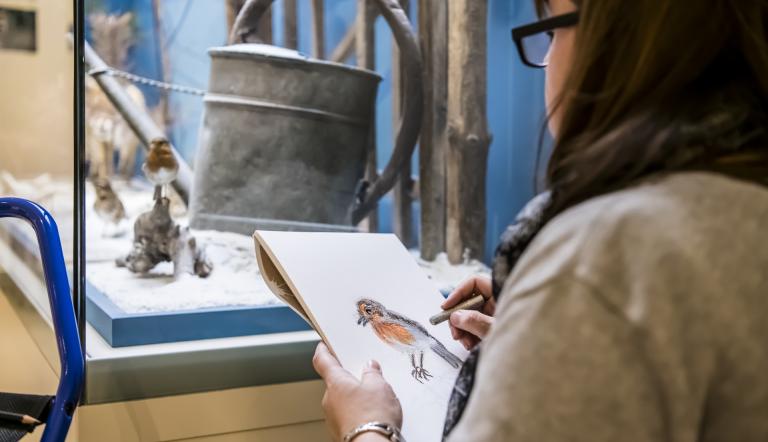 Vor den verschiedenen Dioramen findet jeder Kursteilnehmende ein passendes Zeichenmotiv (© Naturkundemuseum Potsdam/ Ein Besuchender des Museums zeichnet vor einer Vitrine.