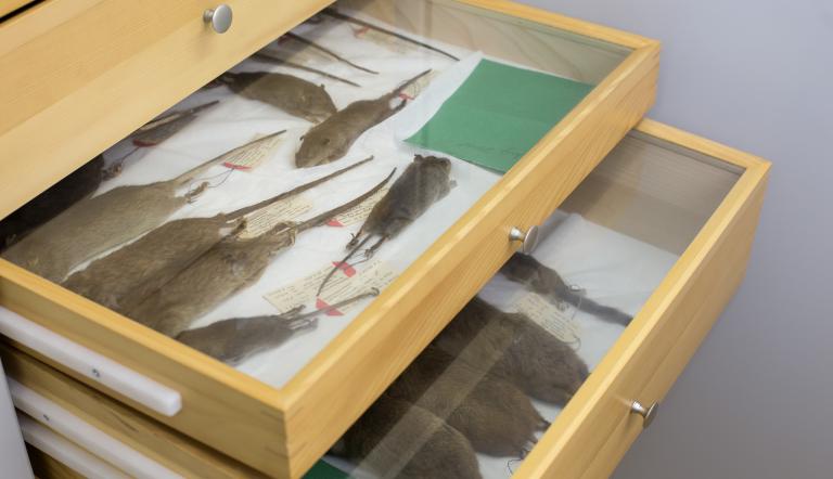 Einblick in die Balgsammlung der Säugetiere. Hier sieht man Kleinsäuger als Bälge präpariert in einem Samllungskasten liegen.