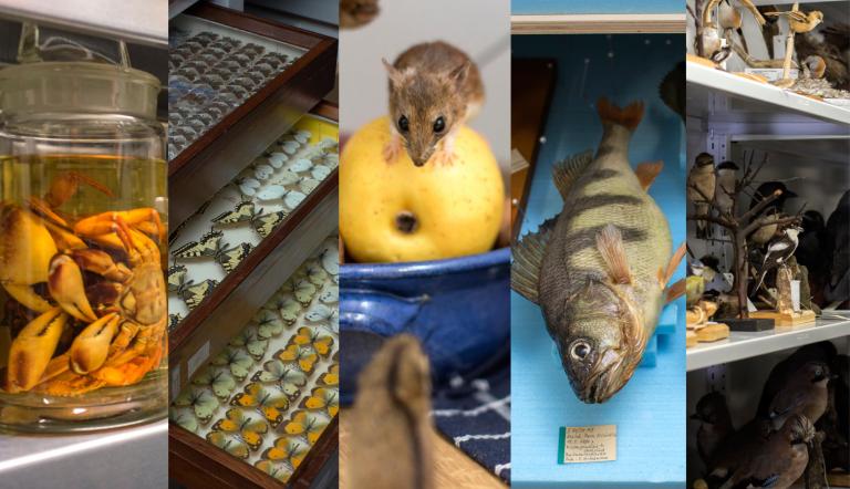 Einblick in die verschiedenen Sammlungen des Museums. Hier sieht man eine Zusammenstellung der unterschiedlichen Sammlungen des Naturkundemusems.