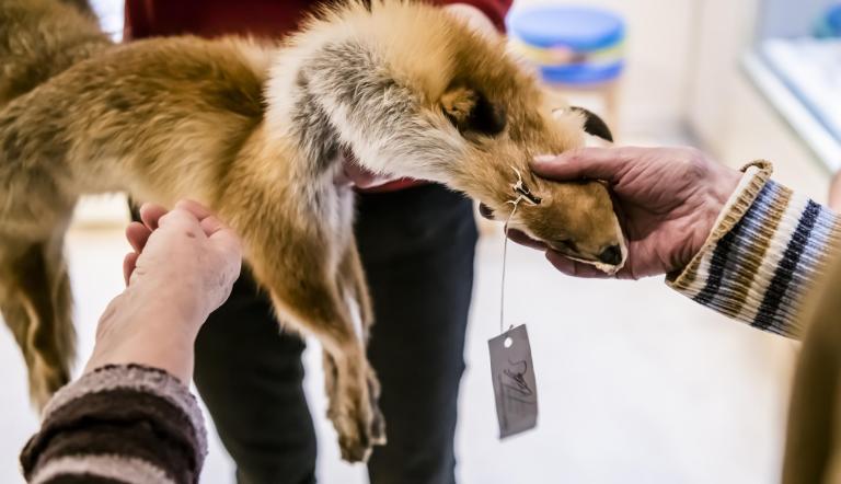 Ein Fuchsfehl wird untersucht. Ein Fuchsfehl wird tastend untersucht.