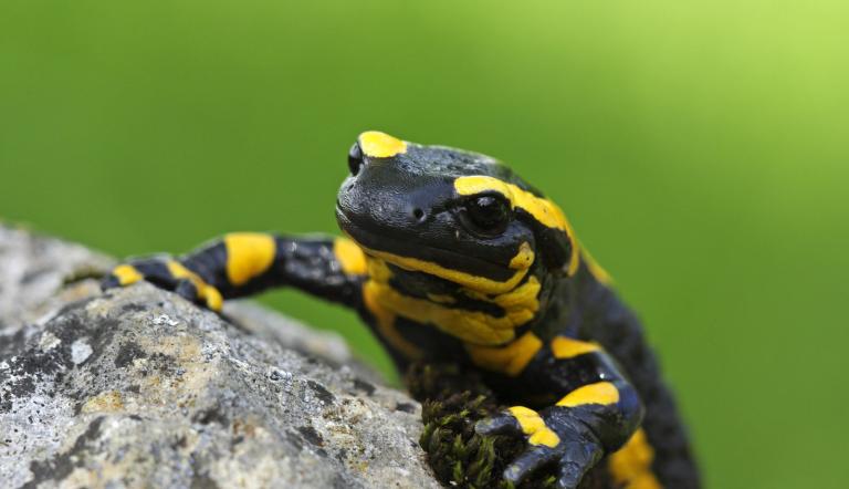 Der Feuersalamander ist das Höhlentier des Jahres 2023 (©blickwinkel Der Feuersalamander ist das Höhlentier des Jahres 2023 (©blickwinkel