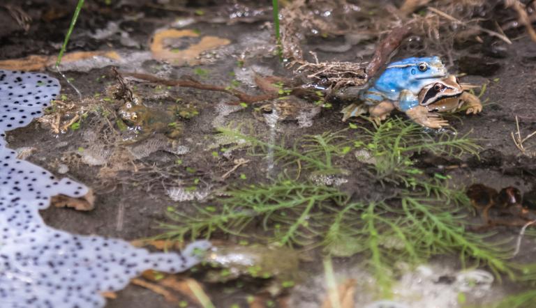 Foto: David Marschalsky, Lizenz: Naturkundemuseum Potsdam