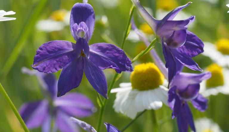 Foto: Axel Jahn, Lizenz: ©Loki Schmidt Stiftung