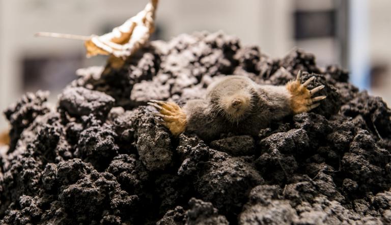 Präparat eines Maulwurfs im Maulwurfshügel , Foto: D. Marschalsky, Lizenz: Naturkundemuseum Potsdam