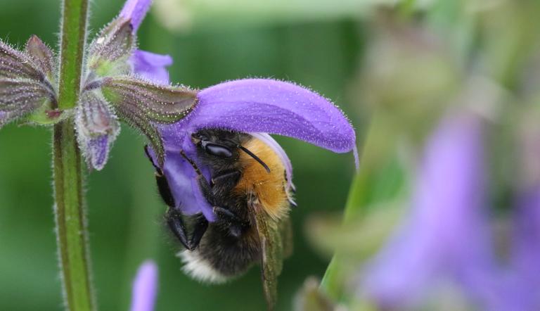 Foto: S. Härtel, Lizenz: S. Härtel