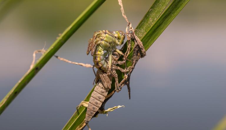 Foto: F. Petzold, Lizenz: F. Petzold