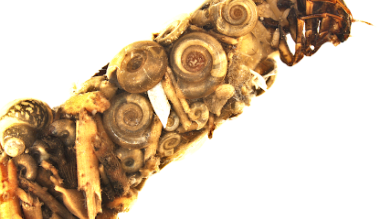 Foto:  M. König, Lizenz: Julius Kühn-Institut Berlin