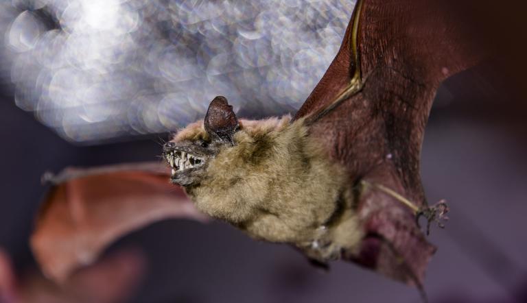 Die Breitflügelfledermaus fliegt bereits in der frühen Abenddämmerung aus, Foto: David Marschalsky, Lizenz: Naturkundemuseum Potsdam