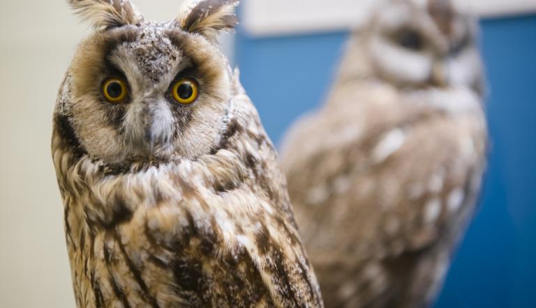 Foto: David Marschalsky, Lizenz: Naturkundemuseum Potsdam