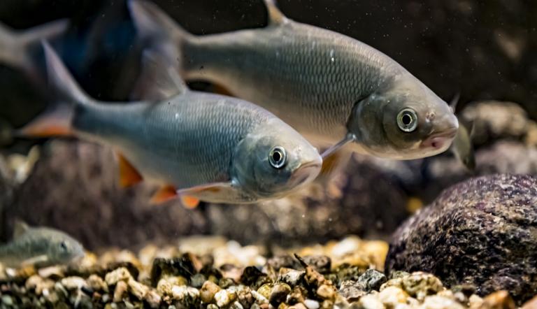 Besuch im Aquarium, Foto: D. Marschalsky, Lizenz: Naturkundemuseum Potsdam