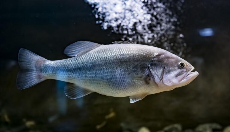 Bei der Fütterung bekommt man auch die unauffälligen Fische zu sehen. , Foto: D. Marschalsky, Lizenz: Naturkundemuseum Potsdam