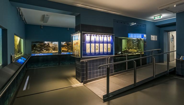Einblick in das Aquarium im Keller des Museums, Foto: D. Marschalsky, Lizenz: Naturkundemuseum Potsdam