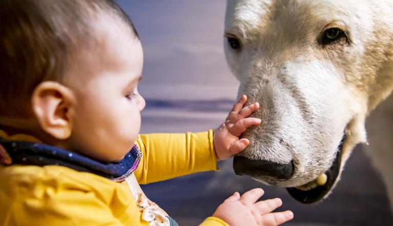 Ob der Eisbär so weich ist wie mein Kuscheltier?, Foto: D. Marschalsky, Lizenz: Naturkundemuseum Potsdam