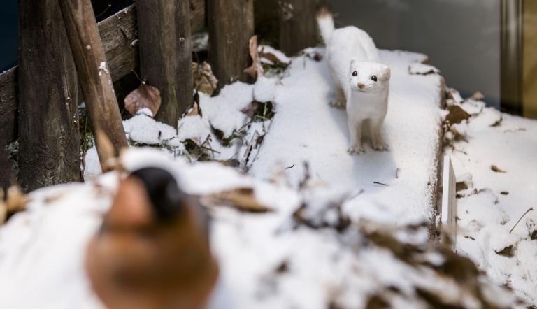 Großes Wiesel im Winterfell, Foto: David Marschalsky, Lizenz: Naturkundemuseum Potsdam
