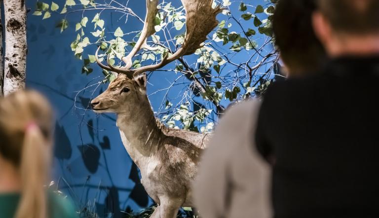 Anmut in der Tierwelt - Damhirsch mit Schaufelgeweih, Foto: David Marschalsky, Lizenz: Naturkundemuseum Potsdam