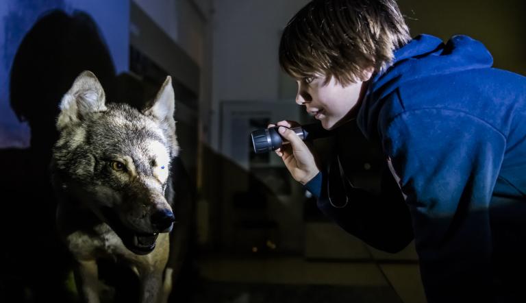 Hallo Wolf - nachts im Museum mit der Taschenlampe, Foto: D. Marschalsky, Lizenz: Naturkundemuseum Potsdam