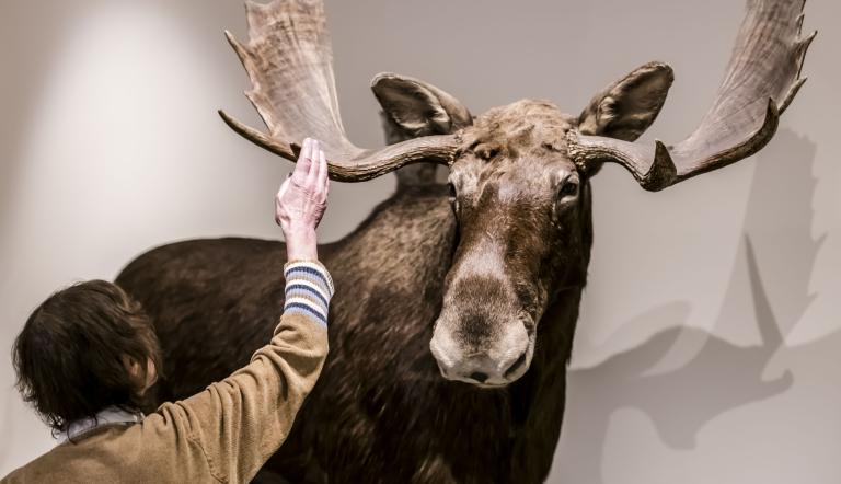 Hallo Elch!, Foto: D. Marschalsky, Lizenz: Naturkundemuseum Potsdam
