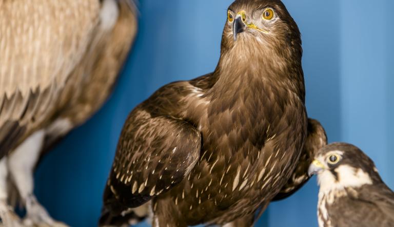 Was ist die Geschichte von Schreiadler Sigmar?, Foto: D. Marschalsky, Lizenz: Naturkundemuseum Potsdam