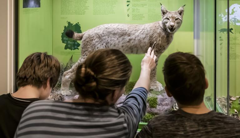 Der Luchs ist superschnell und kann in der Dunkelheit sehr gut sehen, Foto: D. Marschalsky, Lizenz: Naturkundemuseum Potsdam
