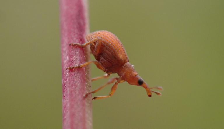 Spitzmausrüssler (Apion haematodes) an Rumex, Foto:  J. Müller, Lizenz:  J. Müller