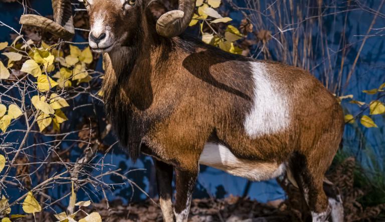 Mufflon mit eingedrehtem Hörnern, Foto: David Marschalsky, Lizenz: Naturkundemuseum Potsdam