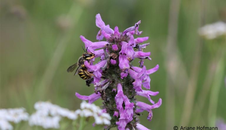 Große Gartenwollbiene , Foto: Ariane Hofmann
