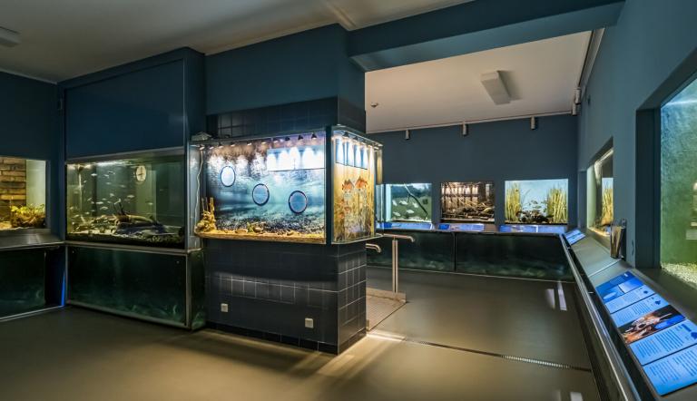 Einblick ins Aquarium , Foto: David Marschalsky, Lizenz: Naturkundemuseum Potsdam